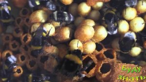 Кто опаснее: пчелы, осы. шмели, шершни... чем они отличаются?