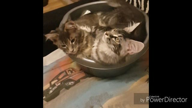 Main-coon for sale // Мейн-кун для продажи - питомник кошек Червона Рута ( cuttery Chervona Ruta) смотреть онлайн
