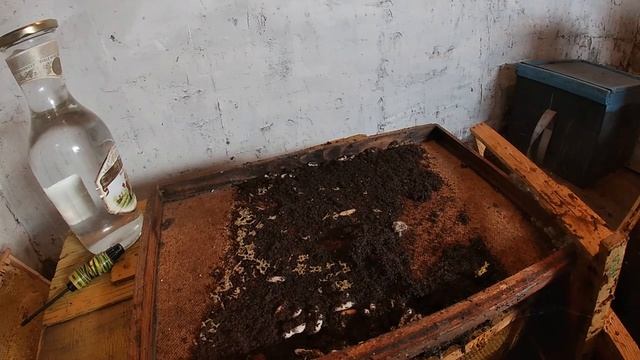 Восковая моль - огневка, делаем спиртовую настойку из личинок огневки. смотреть онлайн