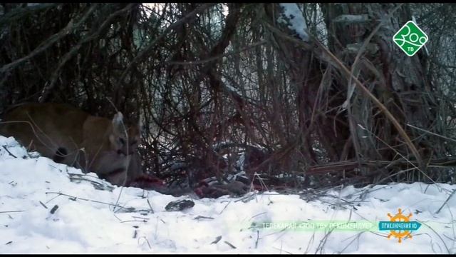 ПоВ смотреть онлайн