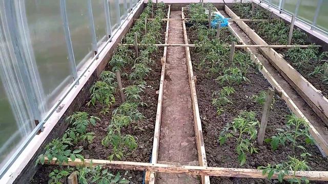 Теплица с томатами для раннего урожая. смотреть онлайн