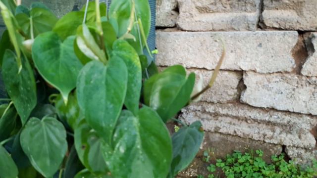 Philo Hederaceum смотреть онлайн