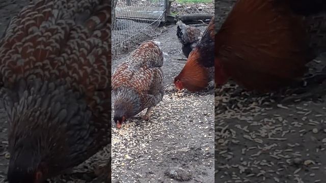 куры Виандот золотой голубо окаймленный смотреть онлайн