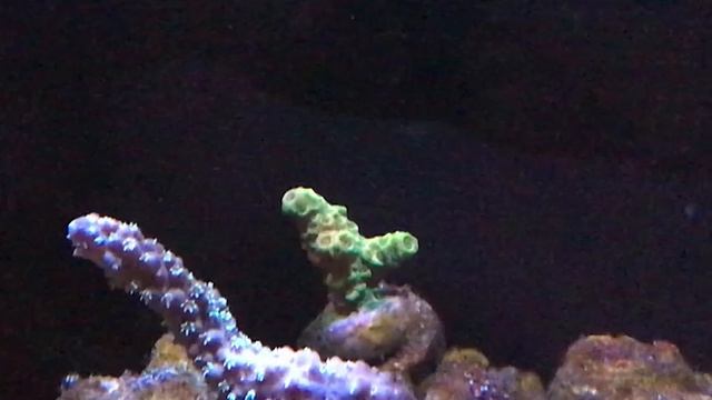 Cobalt Aquatics C-Vue 40 Episode 2 Update смотреть онлайн