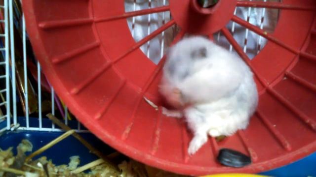 Как ест джунгарик? смотреть онлайн