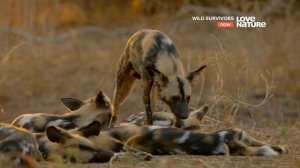 Выжить в дикой природе / Борьба за выживание / Wild Survivors / Серия 2 Звериный аппетит