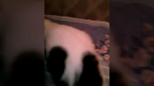 вот как надо мурлыкать смотреть онлайн