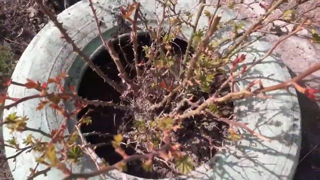 Весенняя подкормка садовых роз смотреть онлайн