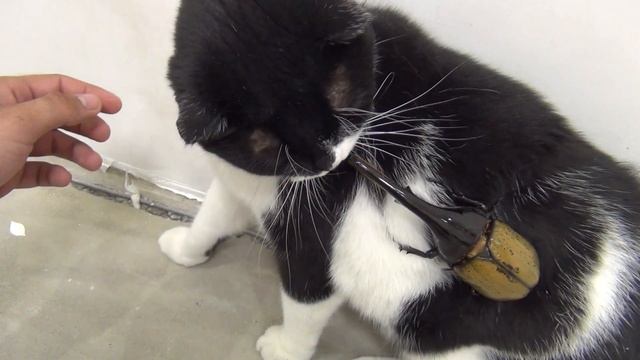 Кот атакован жуком (Мушонок Vs Dynastes hercules hercules 162mm) смотреть онлайн