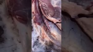 Охота на косулю. Проверяйте добытую дичь на паразитов!!!