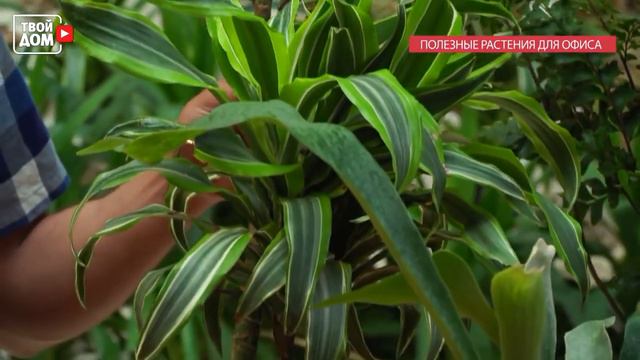 Самые полезные растения для офиса