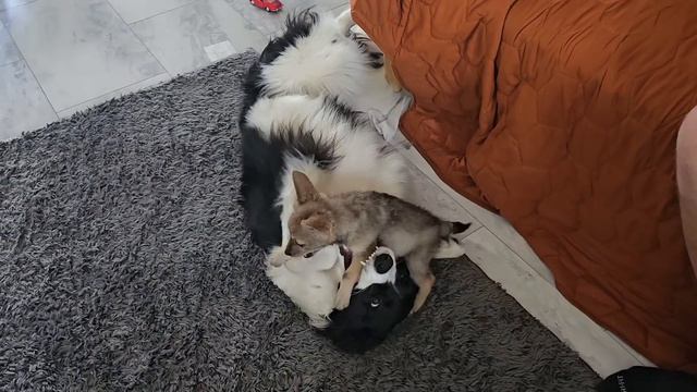 Border collie and African Jackal play together смотреть онлайн