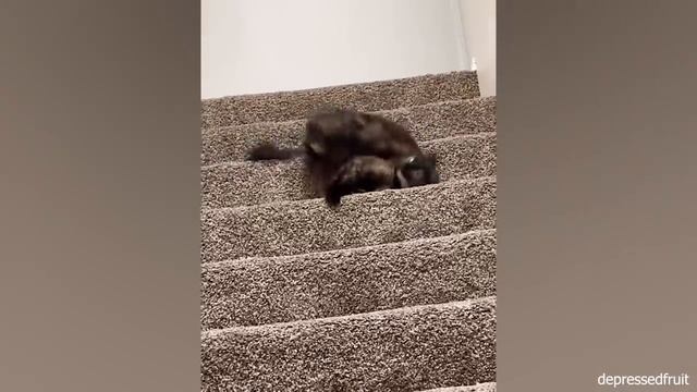 Why owning a cat is not easy? - Best cat videos for a good mood! ? смотреть онлайн