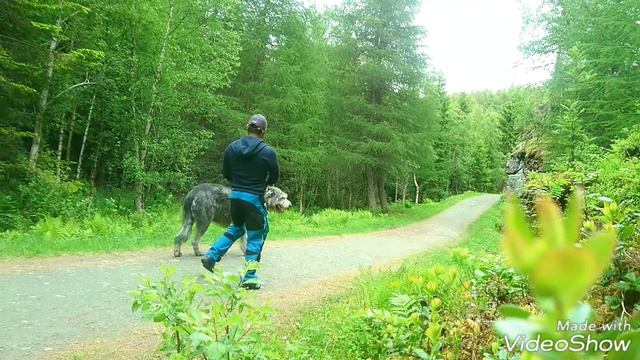Living With A Wolf