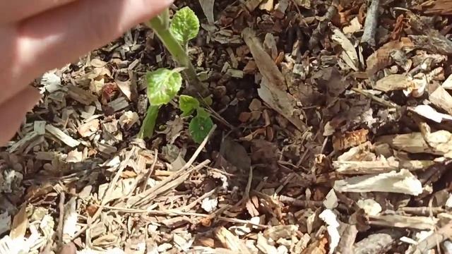 ПАВЛОВНИЯ в Волгограде зимует! Миф? Реальность! смотреть онлайн