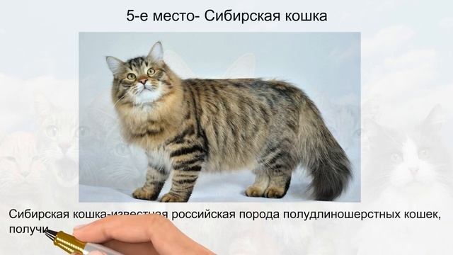 самые крупные породы кошек смотреть онлайн