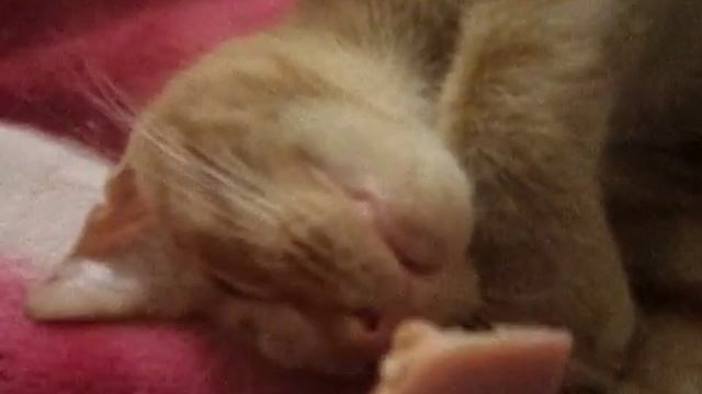 Прикол с котенком. Во сне.AVI смотреть онлайн