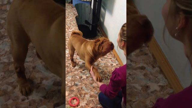 Дрессировка шарпея за 1 день) смотреть онлайн