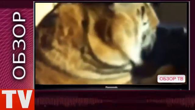 ПУШКИНО  Тигр  Проснулся  на  Кровати