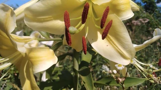 Ароматные лилии | Делюсь позитивом! смотреть онлайн