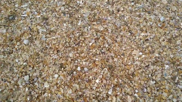 Встреча с каналом ,,Анапа - мечта жизни,, и совместная поездка на пляж ,,Венера,, пос.Витязево... смотреть онлайн