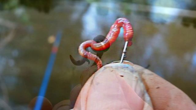 Какой крючок уловистей большой или маленький?