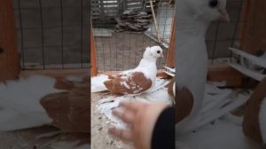 Желто-карие голуби Оренбург