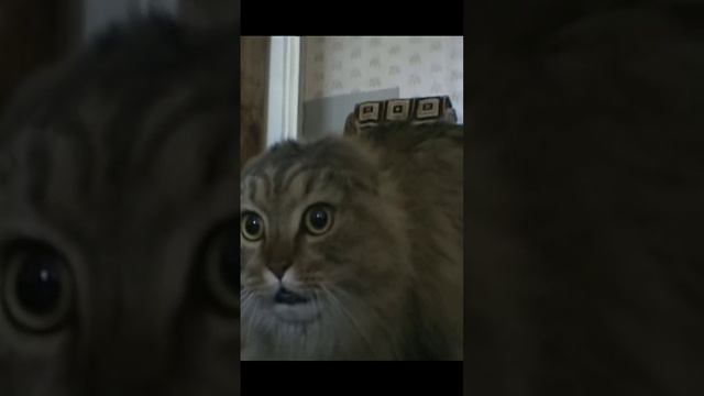 Помним, любим, скорбим... #кот #легенда #не_мем #жалко смотреть онлайн