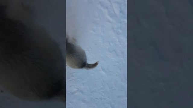 УКУСИЛА ХАСКИ. -25 МОРОЗА.#2 смотреть онлайн