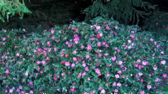 Camellia Sasanqua - Sasanqua Camellias