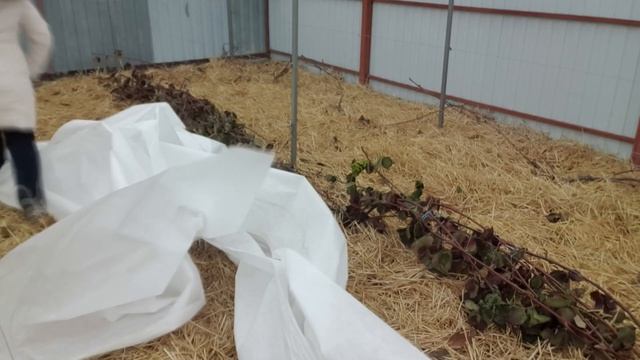 Укрытие ежевики в зиму смотреть онлайн