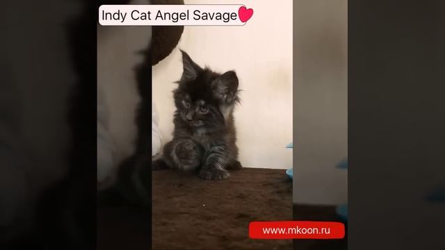 Infinity Angel Savage смотреть онлайн