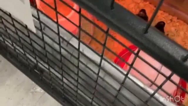 Наши любимцы . Кормления питона . Our favorites. Python feeding. смотреть онлайн