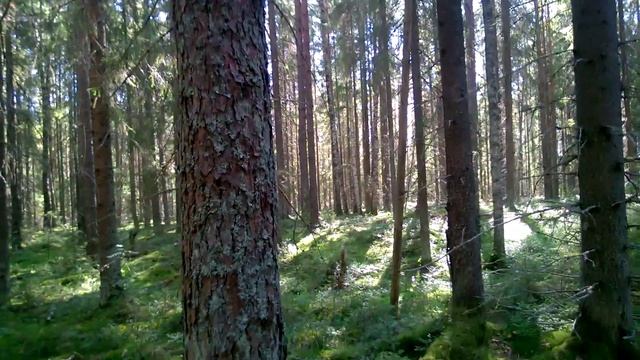 Заяц в лесу смотреть онлайн