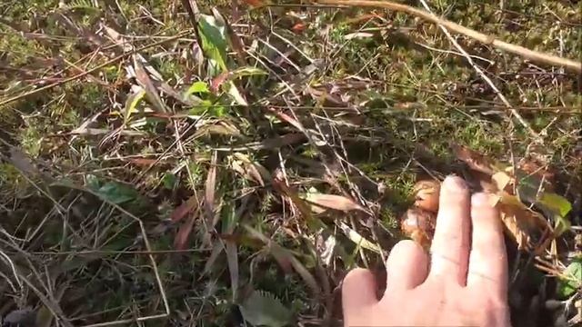 ОСЕННИЕ МАСЛЯТА Грибы в октябре 2020 смотреть онлайн