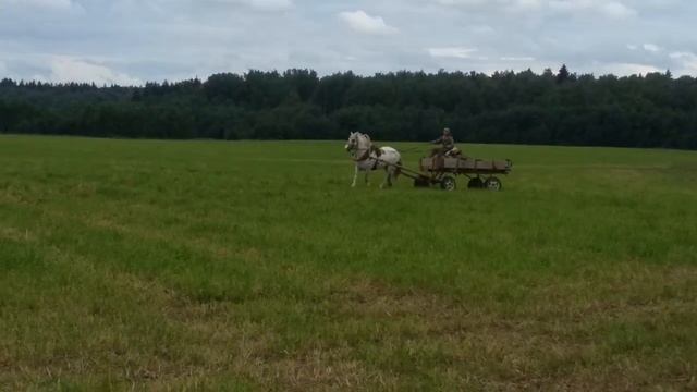 Продаю упряжного красавца орлово-першерон. 9 лет. Жеребец 8925 800 82 75 Елена, Александр. ПРОДАН. смотреть онлайн