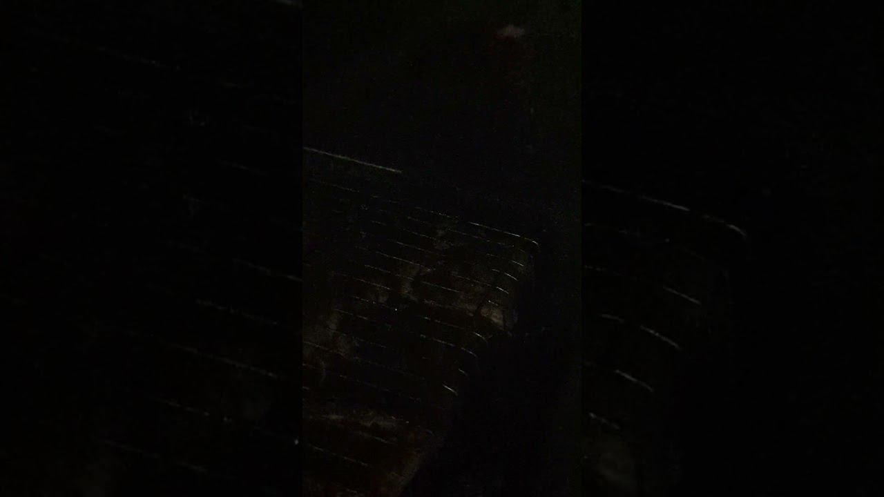 А в Евпатории тоже оказывается есть лисы! #крым2024 #travel # лиса #евпатория смотреть онлайн