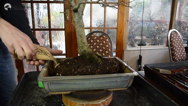 89) Hornbeam Bonsai Repotting Carpinus Betulus With Nick