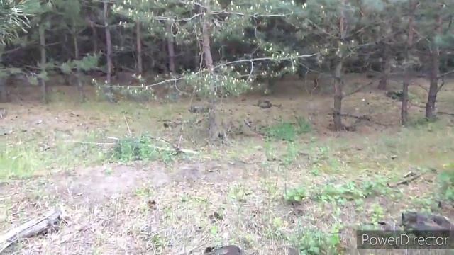 Грибы в мае. Идём за грибами. смотреть онлайн