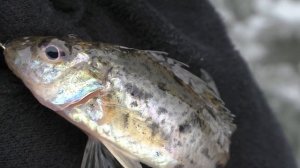 Эхолот Практик 6 М зимой в режиме - ФЛЕШЕР. Настройка. Почему я им пользуюсь?