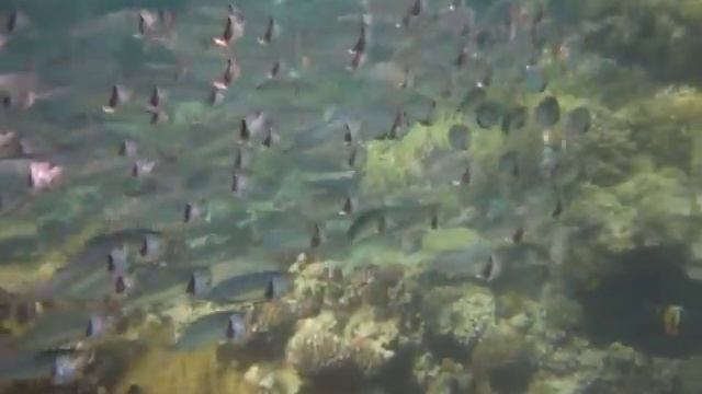 скумбрии смотреть онлайн