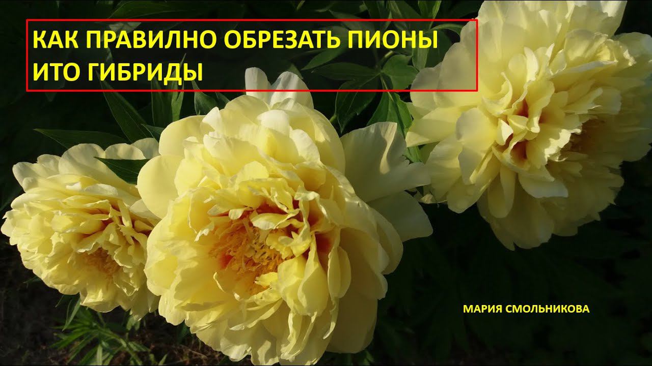 Как правильно обрезать пионы ИТО гибриды. смотреть онлайн