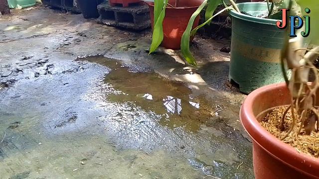 HOW TO PROPAGATE SYNGONIUM STRAWBERRY ICE #how #plants #arrowhead #syngonium #jingplantjourney