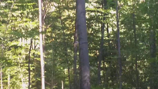 Obaranje Bukve uz pomoc vitla krpan 4t. смотреть онлайн
