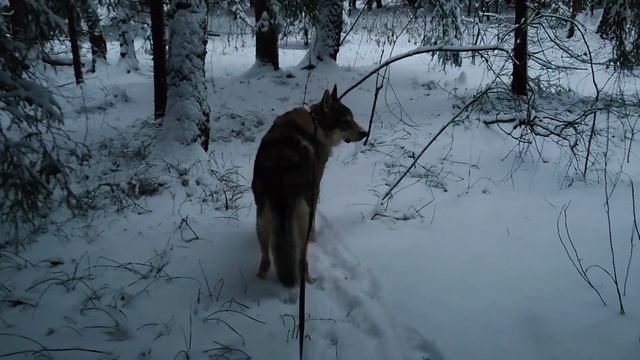 С Канисом в лесу 25 ноября 2023 смотреть онлайн
