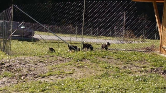 Wagrain Steinbachhof Salzburgerland смотреть онлайн