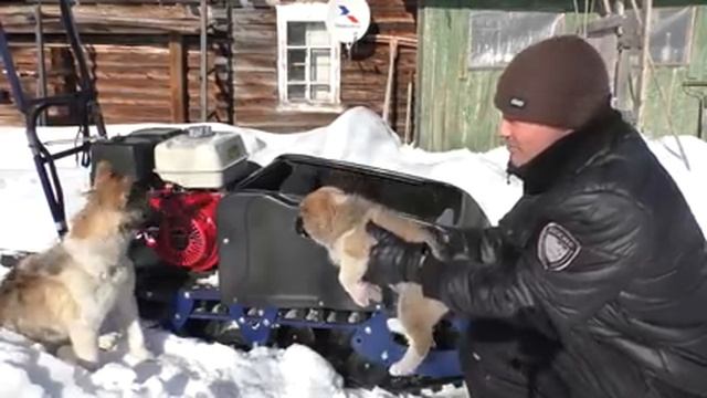 ВЗЯЛИ ЩЕНКА! ТЕПЕРЬ НА ОХОТУ БУДУ ХОДИТЬ С ДВУМЯ СОБАКАМИ! ЗНАКОМСТВО С МАЛЕНЬКИМИ ПИТОМЦЕМ. ДЕРЕВН смотреть онлайн