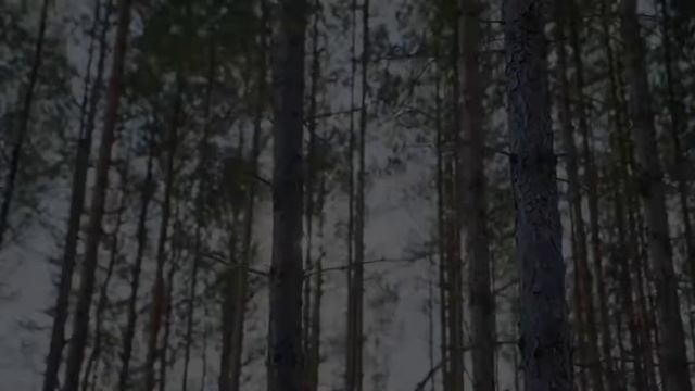 Сосновый лес в солнечных лучах, звуки природы, пение птиц, музыка для сна | Шум леса смотреть онлайн