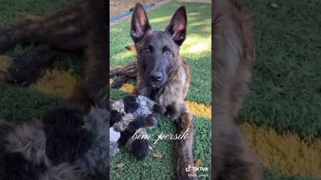 Голландская овчарка #Shorts смотреть онлайн