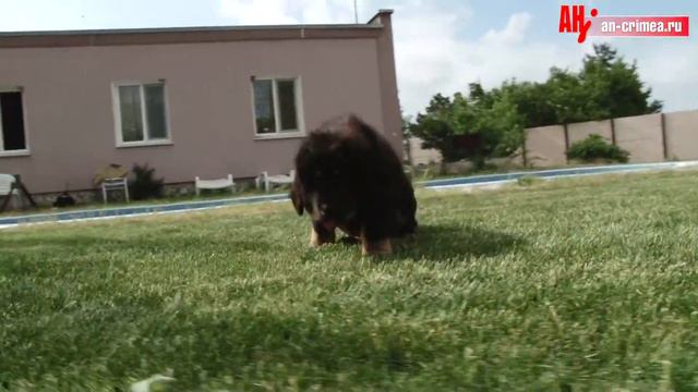 Тибетский Мастиф смотреть онлайн